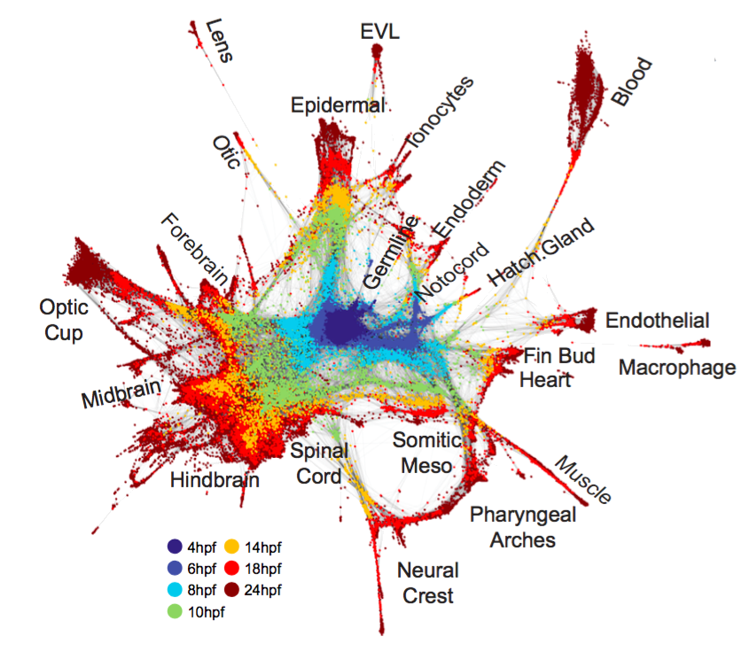 Single-cell mapping of gene expression landscapes and lineage in the zebrafish embryo