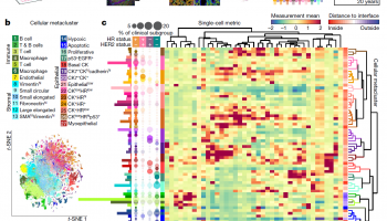 Fig. 1 | Single-cell phenotypes in high-dimensional histopathology of breast
cancer. Fig. 1 | Single-cell phenotypes in high-dimensional histopathology of breast cancer.