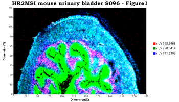 使用Mzkit软件进行质谱成像渲染