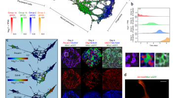 Rizvi, A., Camara, P., Kandror, E. et al. Single-cell topological RNA-seq analysis reveals insights into cellular differentiation and development. Nat Biotechnol 35, 551–560 (2017). https://doi.org/10.1038/nbt.3854 Figure 4 Cellular populations during motor neuron differentiation.